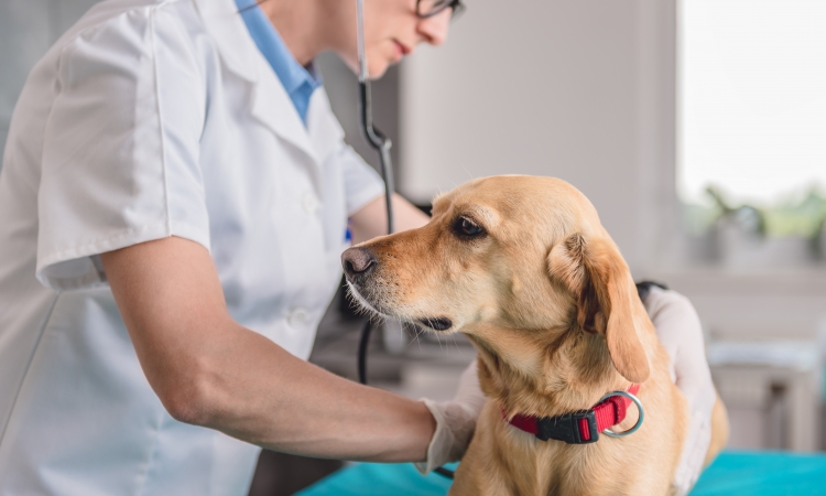 Morbo di Addison (Ipoadrenocorticismo) nel cane